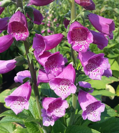 Foxglove Dalmatian Purple